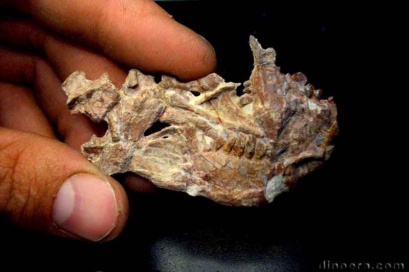 Manidens condorensis 29 cc