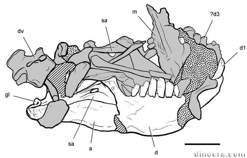 Manidens condorensis 30 cc