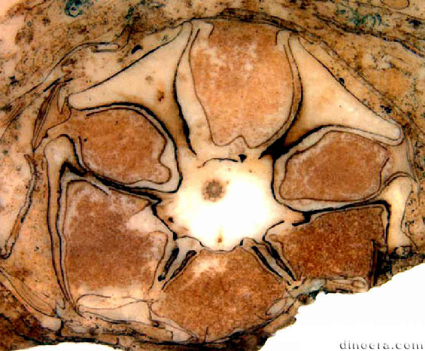 Mazocarpon oedipternum 02 cc