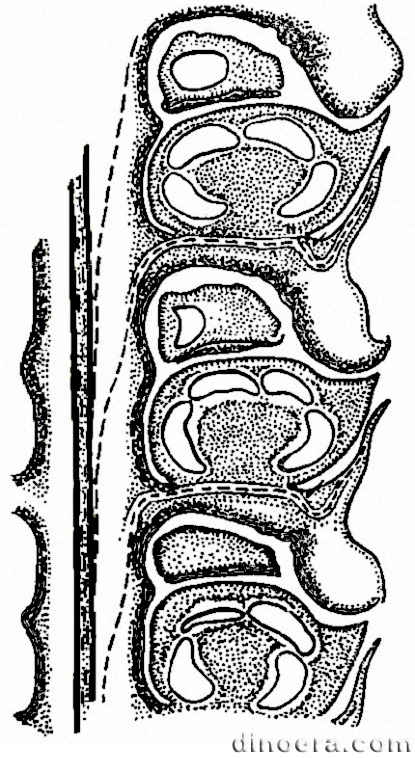 Mazocarpon oedipternum 06 cc