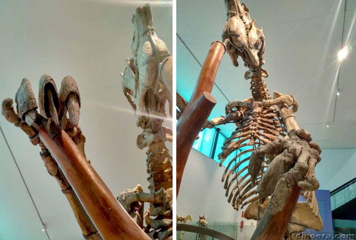 Megatherium americanum