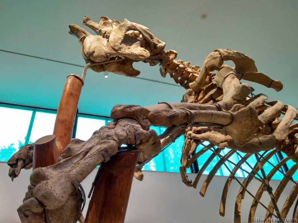Megatherium americanum