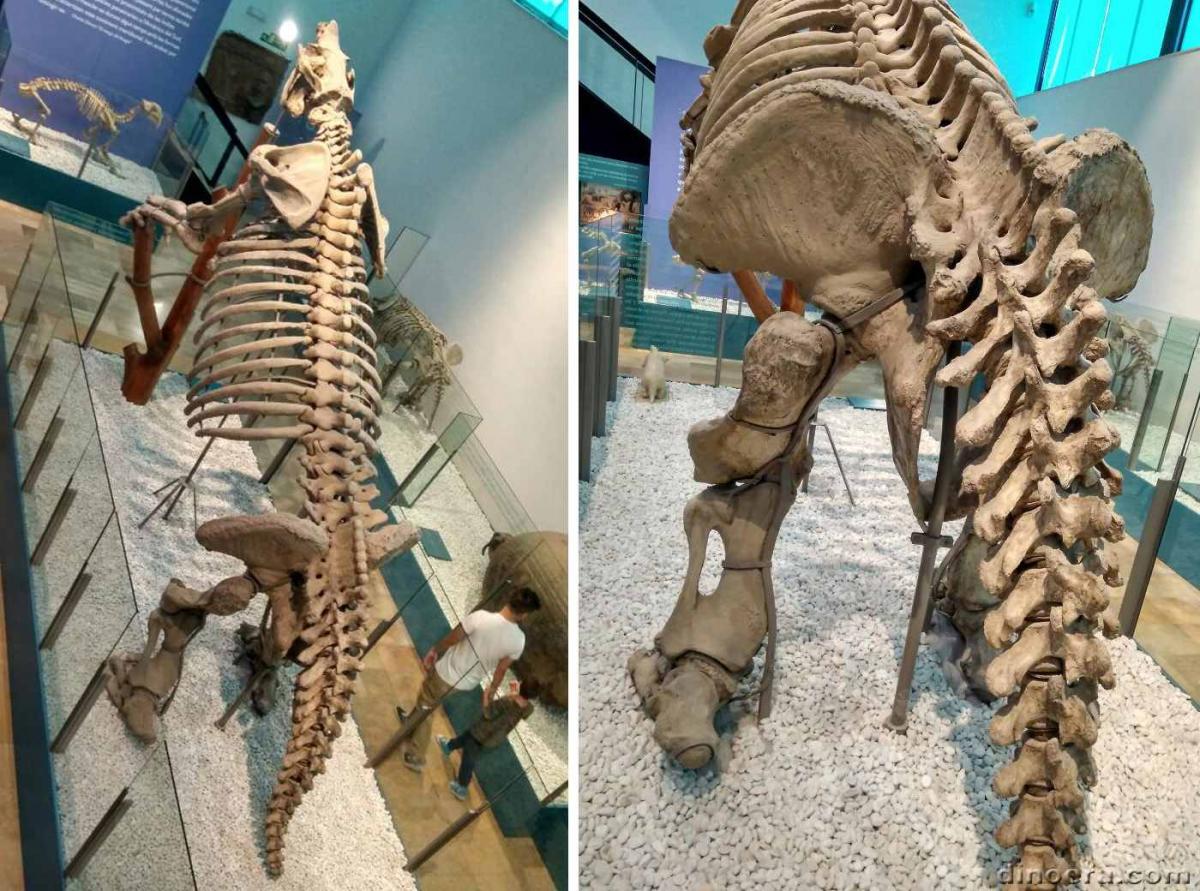 Megatherium americanum