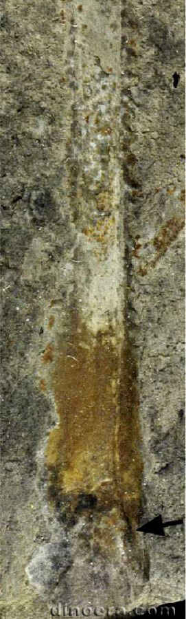 Mesenteriophyllum kotschnevii 03 cc