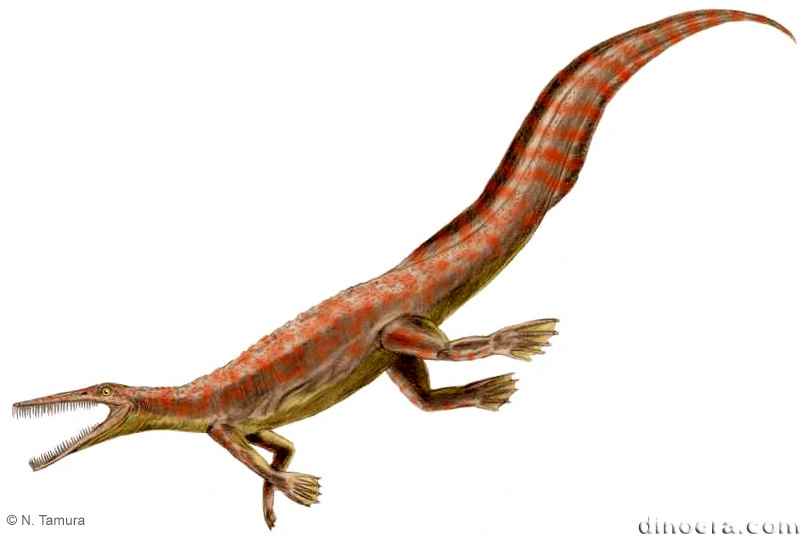 Mesosaurus tenuidens 05 © N. Tamura cc