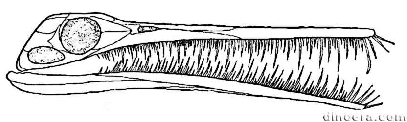 Mesosaurus tenuidens 23 cc