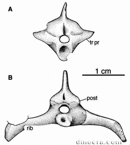 Mesosaurus tenuidens 37 cc