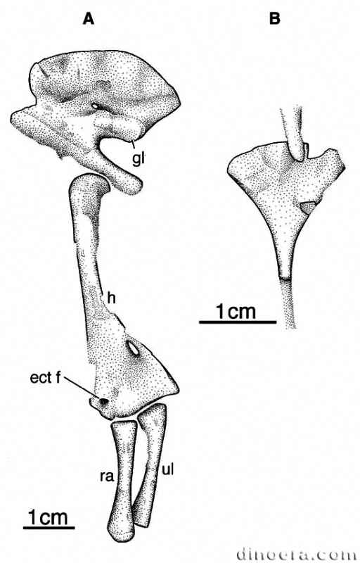 Mesosaurus tenuidens 45 cc