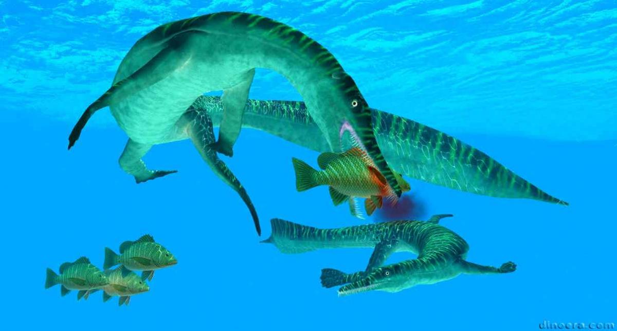 Mesosaurus tenuidens 55 cc