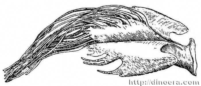 Miadesmia membranacea