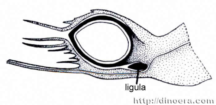 Miadesmia membranacea