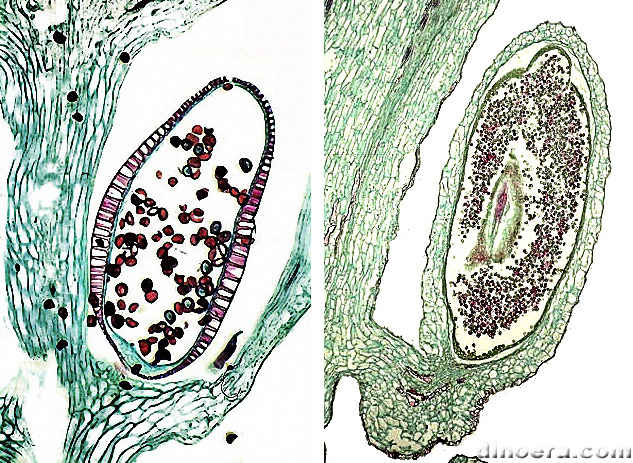Microsporangium 01 cc