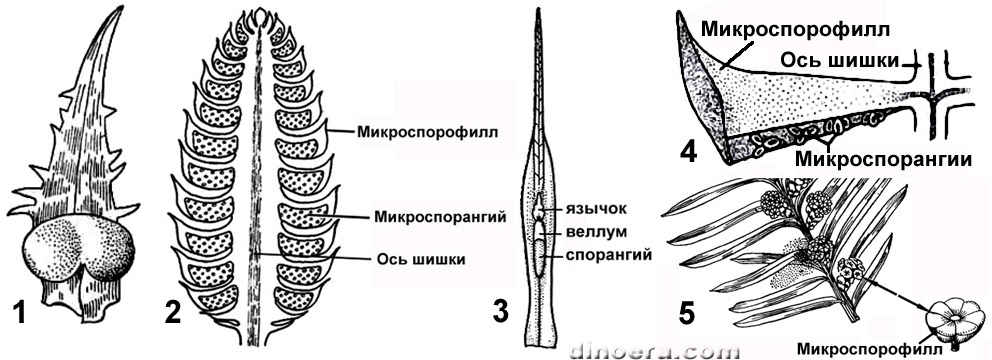 Microsporophyll 01 cc