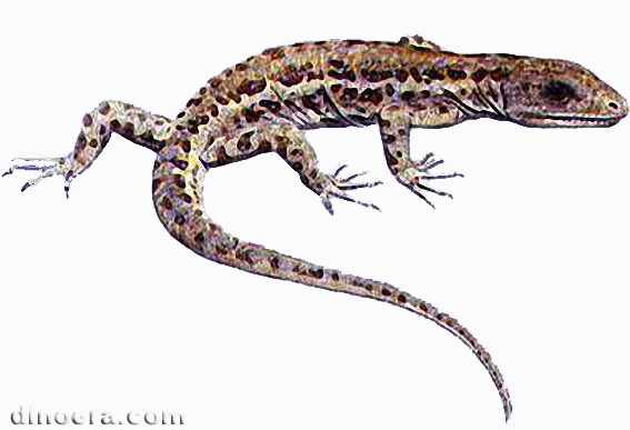 Milleretta rubidgei 03 cc