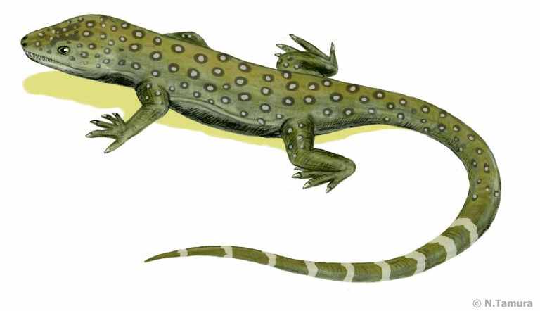 Milleretta rubidgei 05 by N. Tamura cc