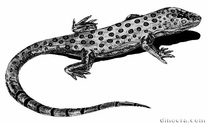 Milleretta rubidgei 09 cc