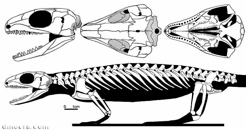Milleretta rubidgei 30 cc