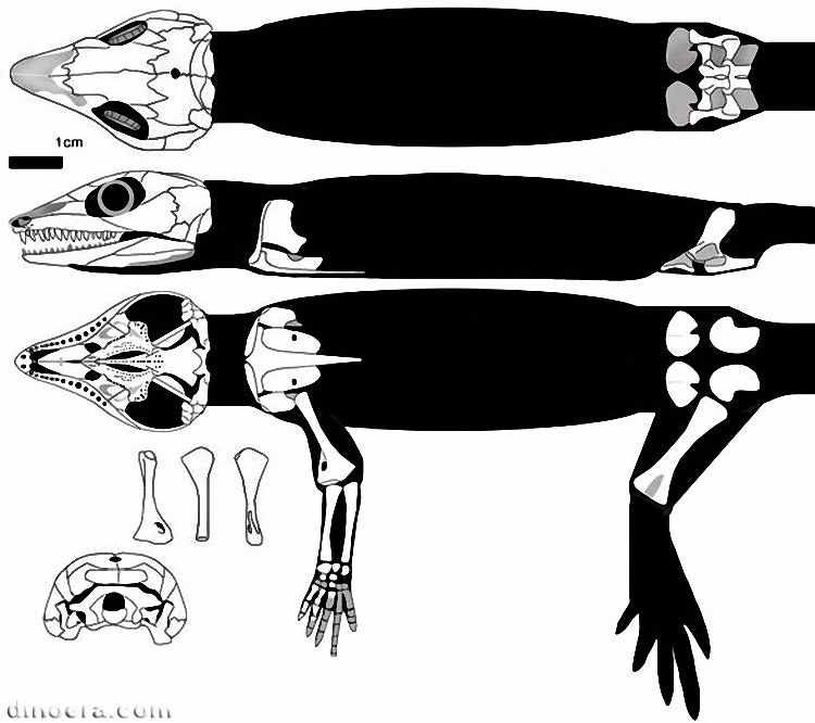 Milleretta rubidgei 32 cc