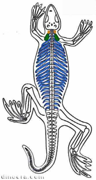 Milleretta rubidgei 34 cc