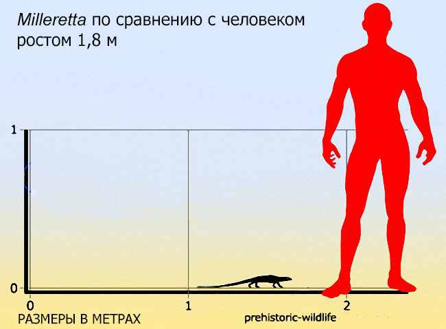 Milleretta rubidgei 48 cc