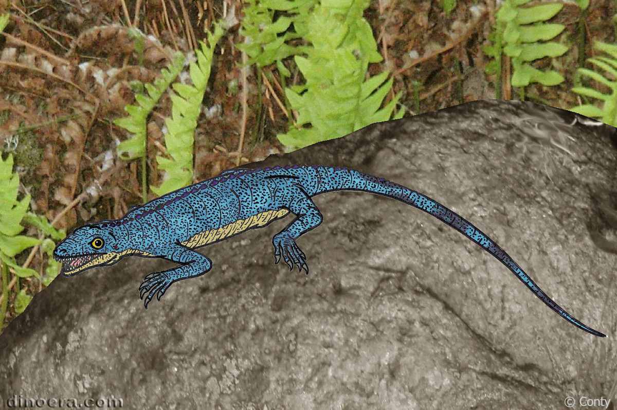 Milleropsis pricei 07 by Conty cc