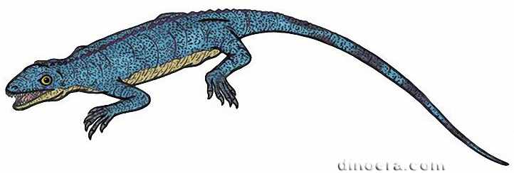 Milleropsis pricei 09 cc