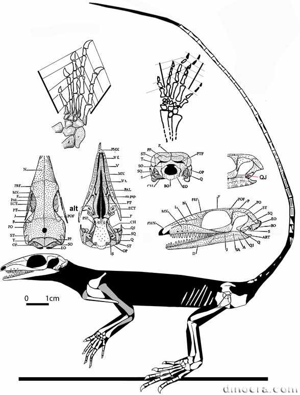 Milleropsis pricei 12 cc