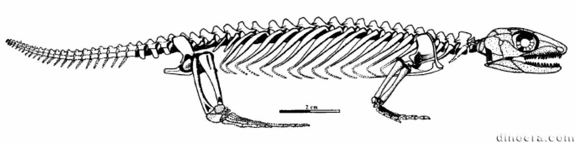 Millerosauria 01 cc