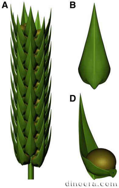 Minostrobus chaohuensis 01 cc