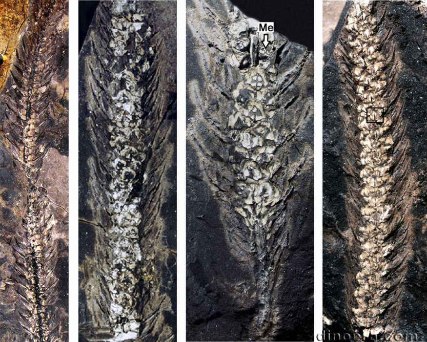 Minostrobus chaohuensis 02-03-04-16 cc