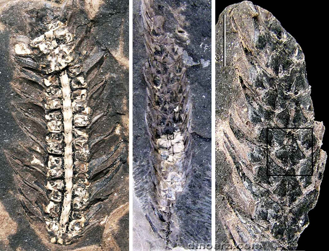 Minostrobus chaohuensis 14-15-17 cc