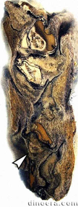 Minostrobus chaohuensis 18 cc