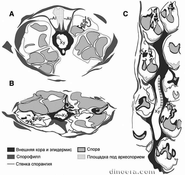 Minostrobus chaohuensis 20 cc