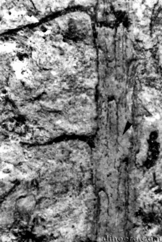 Monilistrobus yixingensis 10 cc