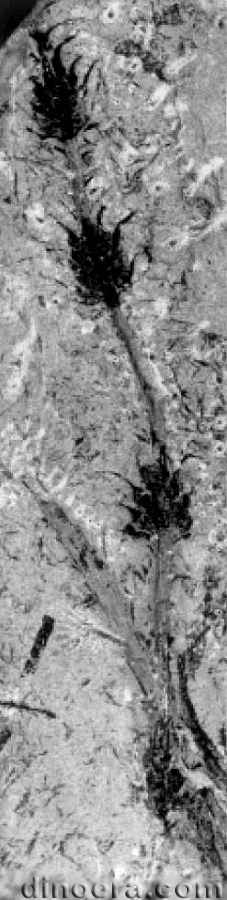 Monilistrobus yixingensis 13 cc