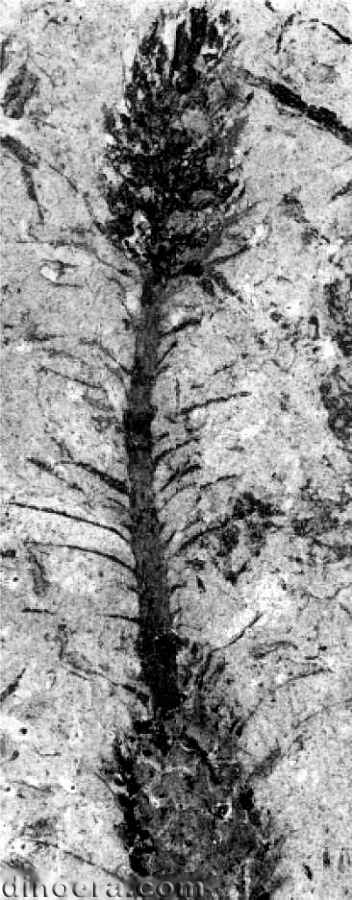 Monilistrobus yixingensis 14 cc