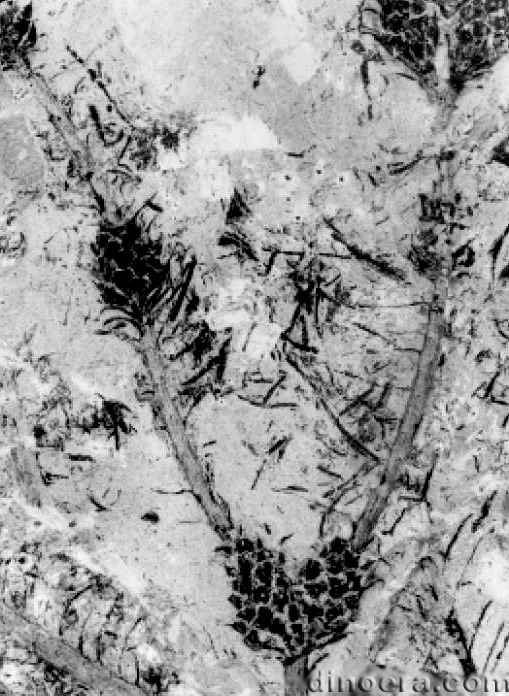 Monilistrobus yixingensis 20 cc