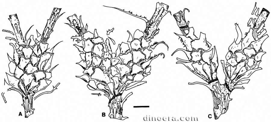 Monilistrobus yixingensis 25 cc