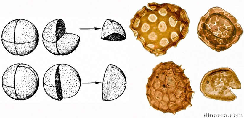 Monolete spore 01 cc