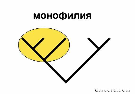 Monophyly