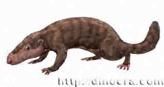 Morganucodon