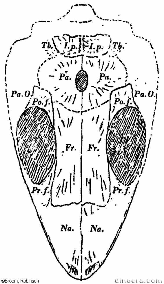Nanomilleretta kitchingi