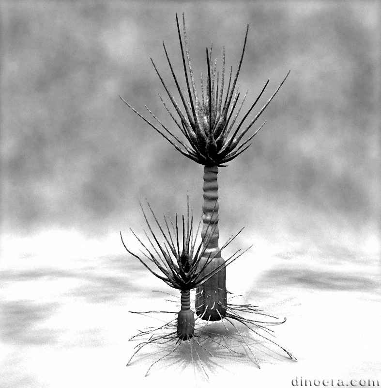 Nathorstiana arborea 02 cc