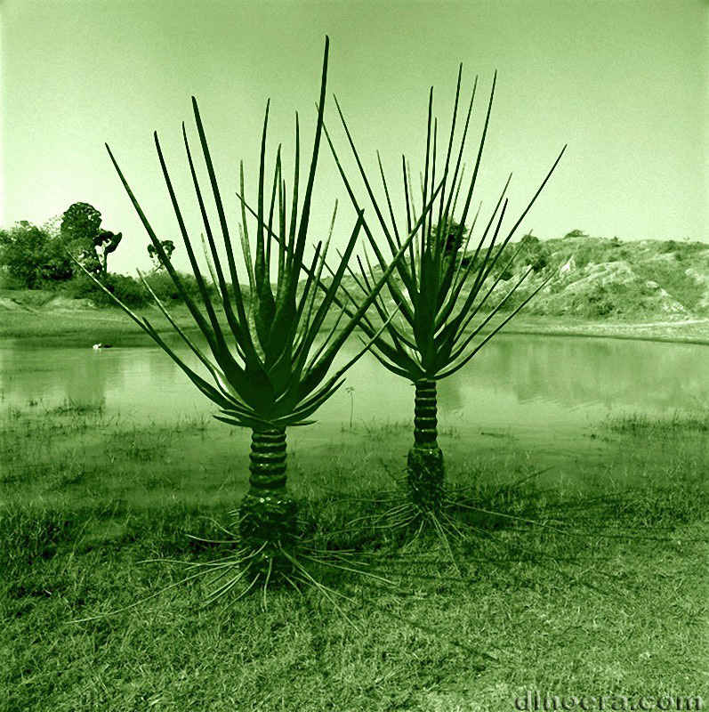 Nathorstiana arborea 03 cc