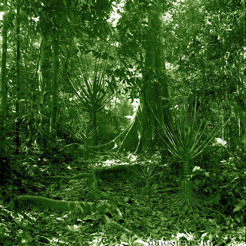 Nathorstiana arborea 04 cc