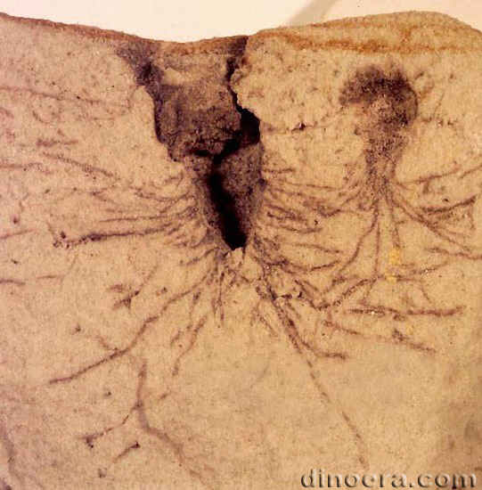 Nathorstiana arborea 07 cc