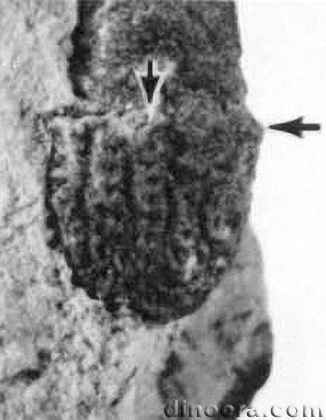 Nathorstiana arborea 10 cc