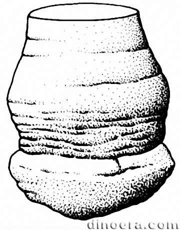 Nathorstianella babbagensis 01 cc