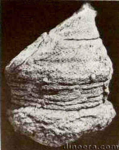 Nathorstianella babbagensis 03 cc