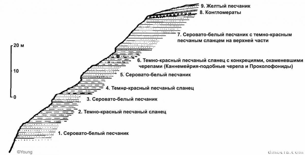 Neoprocolophon asiaticus